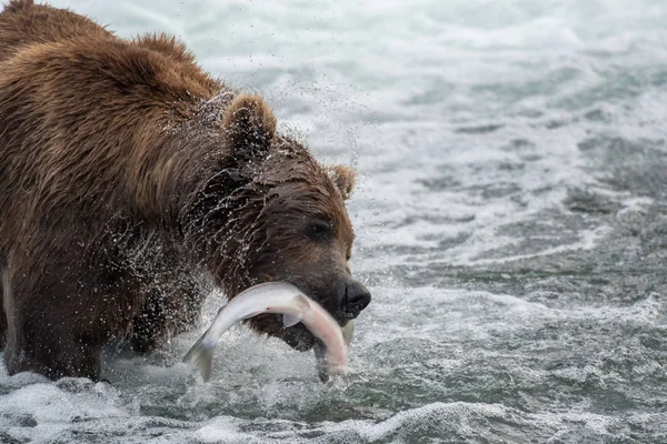 Oso marrón de Alaska con salmón — Foto de Stock