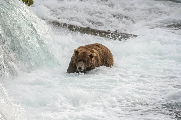 Oso marrón de Alaska — Foto de Stock