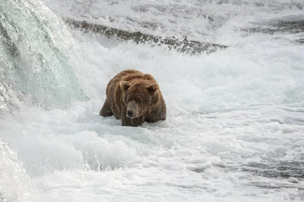 阿拉斯加棕熊 — 图库照片