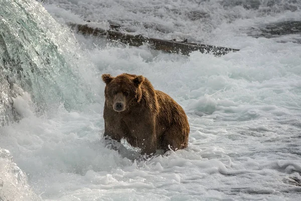 Oso marrón de Alaska — Foto de Stock