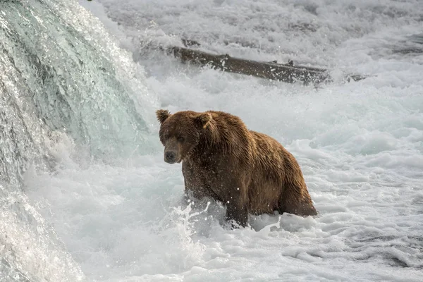 Alaskan bruine beer — Stockfoto