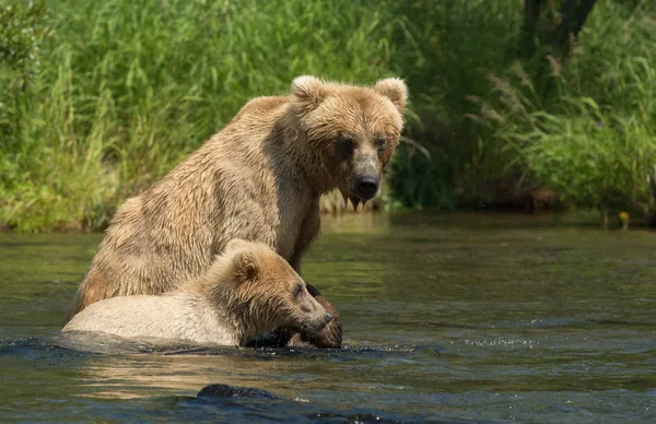 Aljašský medvěd hnědý prasnici s mládětem — Stock fotografie