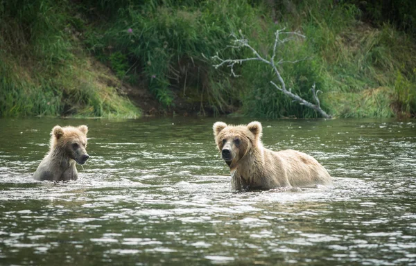 Brown bear cub and sow — Stock Photo, Image