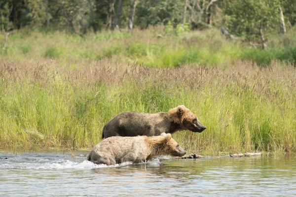 Alaskan brown bear cub running in water — Stock Photo, Image