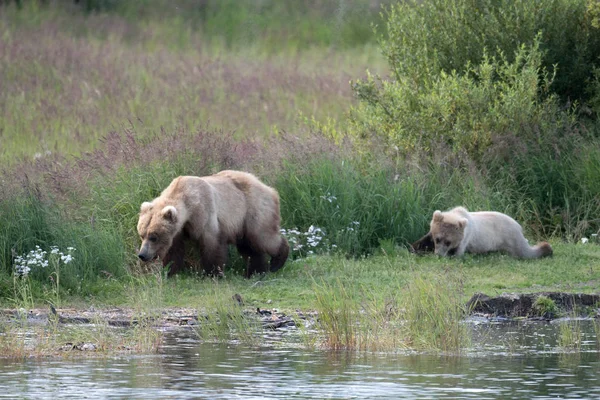 Alaskan brown bear sow and cub — Stock Photo, Image