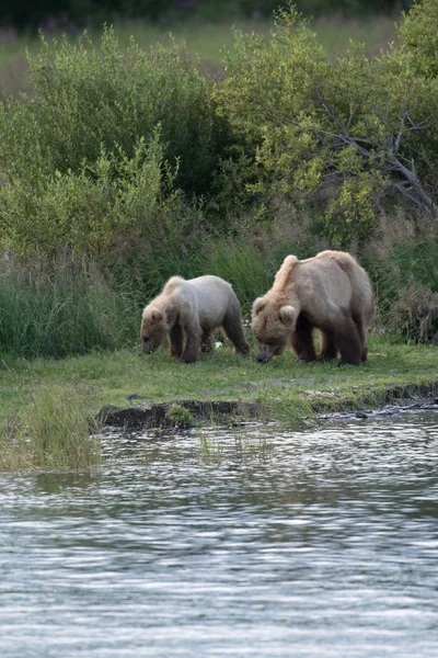 Alaskan niedźwiedź brunatny sow i cub — Zdjęcie stockowe