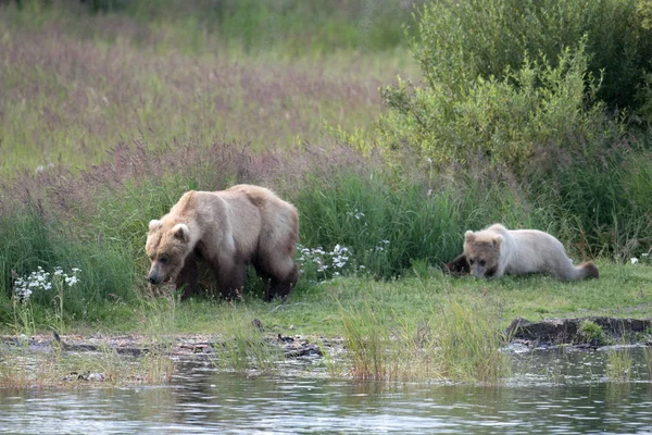 Alaskan oso marrón cerda y cachorro —  Fotos de Stock