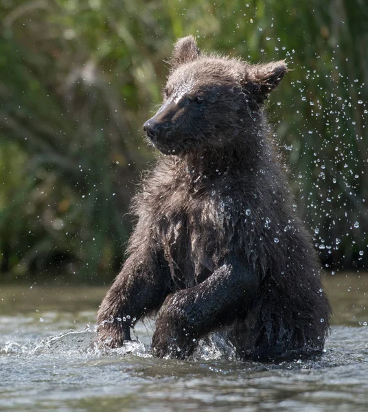 Cachorro de oso marrón de Alaska en el río Brooks — Foto de Stock