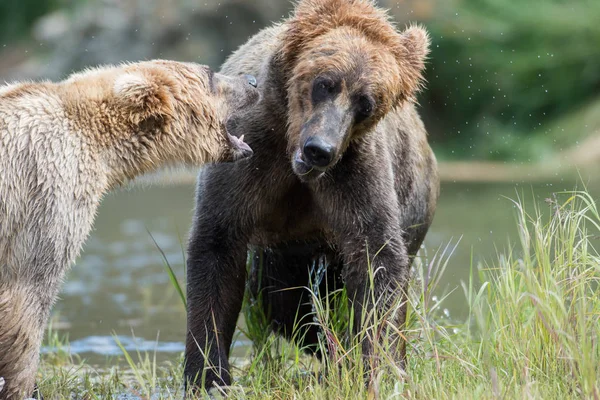 Dua beruang cokelat Alaska bermain — Stok Foto