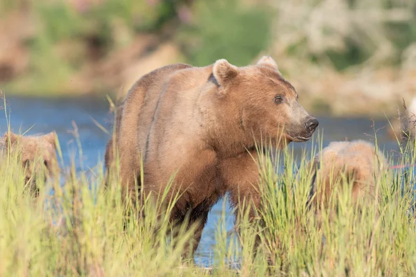 Alaskan bruine beer zeug — Stockfoto