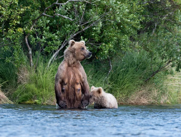 Oso marrón cerda y cachorro en el río Brooks —  Fotos de Stock