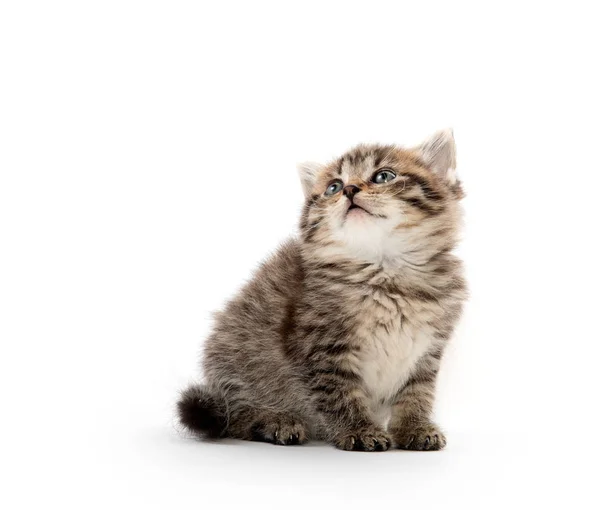 Cute tabby kitten on white background — Stock Photo, Image