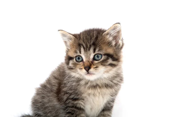 Söt tabby kattunge på vit bakgrund — Stockfoto