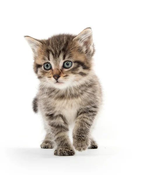 Carino gattino tabby su sfondo bianco — Foto Stock