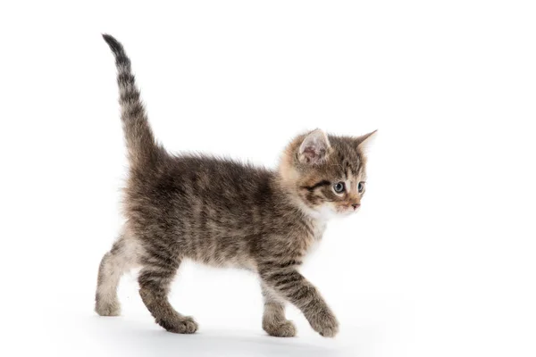 Schattig tabby kitten op witte achtergrond — Stockfoto