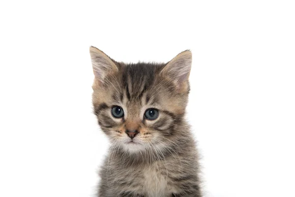 Porträtt av tabby kattunge — Stockfoto