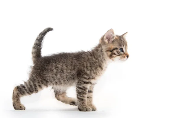 Mignon chaton tabby sur fond blanc — Photo