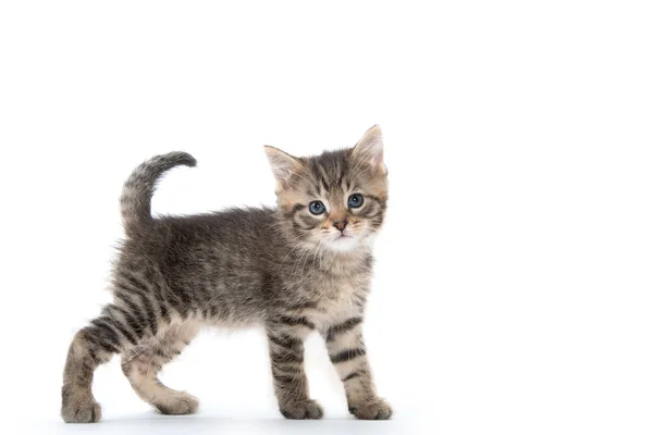 Mignon chaton tabby sur fond blanc — Photo