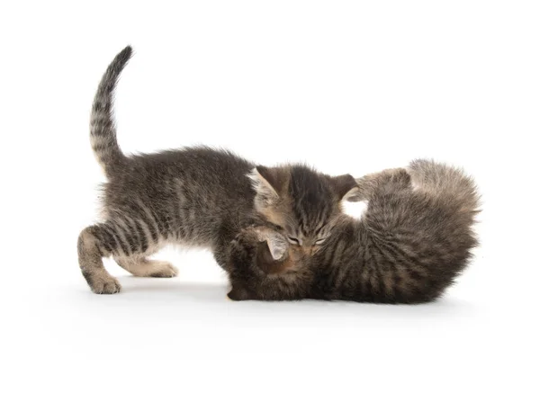 Twee kittens spelen op wit — Stockfoto