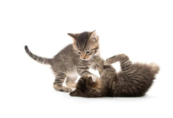 Twee kittens spelen op wit — Stockfoto