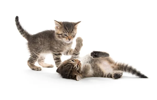 Dos gatitos jugando en blanco —  Fotos de Stock