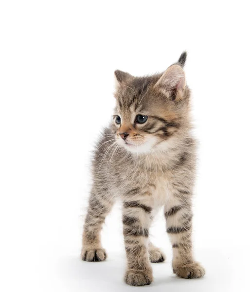 Cute tabby kitten on white background — Stock Photo, Image