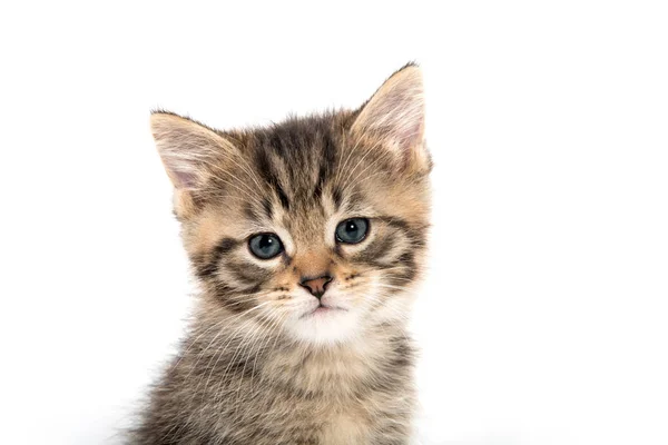 Porträtt av tabby kattunge — Stockfoto