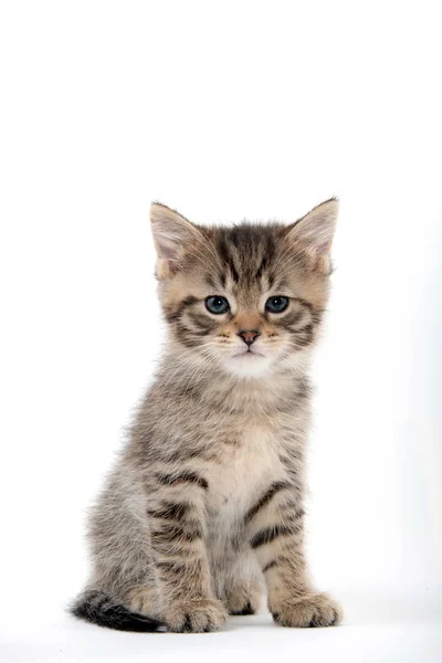 Carino tabby gattino seduta su bianco — Foto Stock