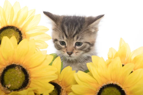 Tabby yavru kedi ve ayçiçeği — Stok fotoğraf