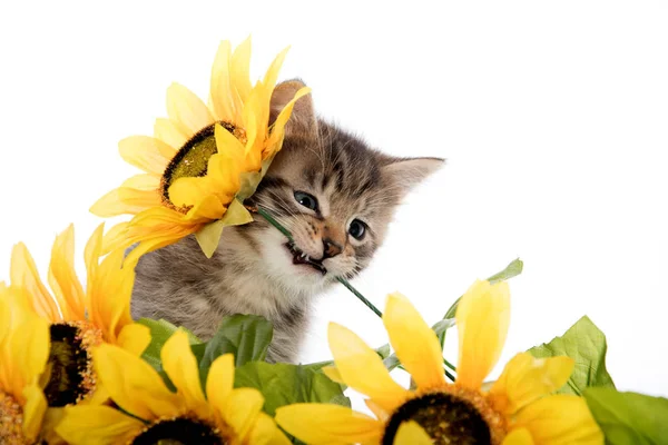Tabby kattunge med solros — Stockfoto