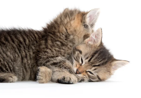 两个可爱的小猫玩 — 图库照片
