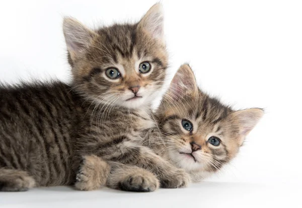 Dos gatitos lindos jugando —  Fotos de Stock