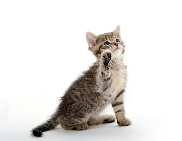 Gatinho bonito tabby levantando sua pata — Fotografia de Stock