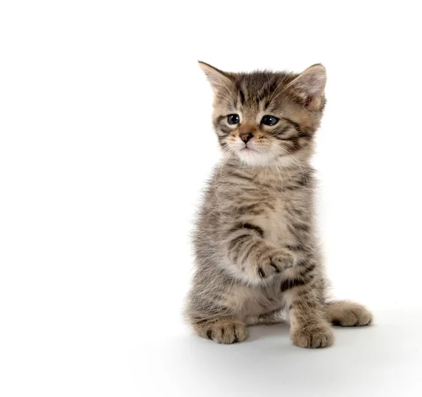 Lindo tabby gatito levantando su pata —  Fotos de Stock