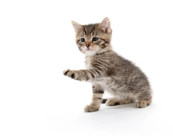 Roztomilá mourovatá kočička zvedání horní končetině — Stock fotografie