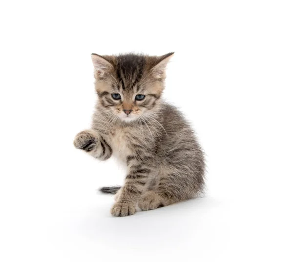 Gatinho bonito tabby levantando sua pata — Fotografia de Stock