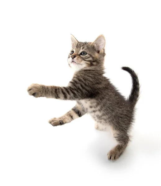 줄무늬 고양이 재생 — 스톡 사진