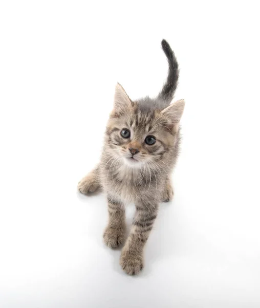 Tabby gatinho jogando — Fotografia de Stock