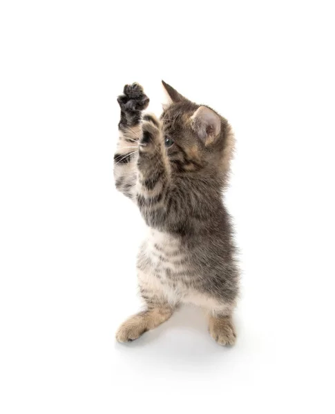 Tabby kitten spelen — Stockfoto