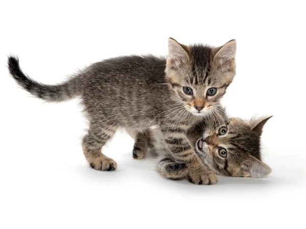 Cute tabby kittens playing — Stock Photo, Image