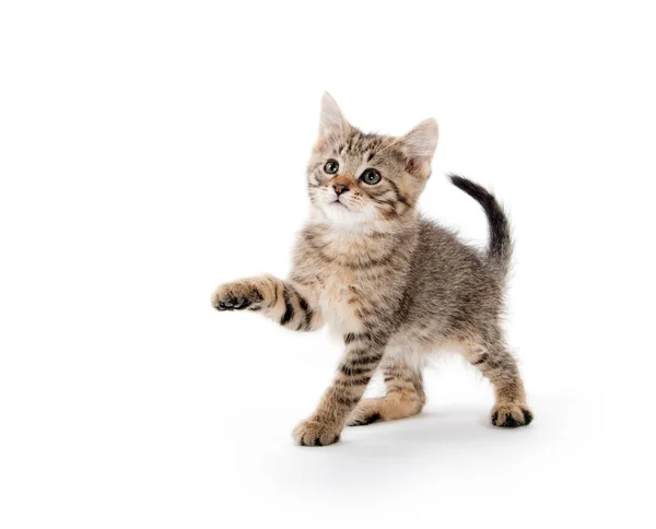 Roztomilé koťátko na bílém pozadí — Stock fotografie