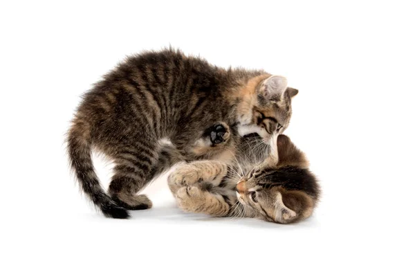 Bonito tabby gatinhos jogando — Fotografia de Stock