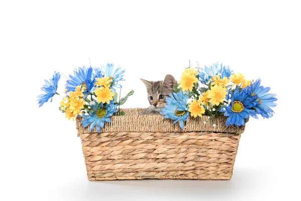 Tabby gatinho em cesta com flores — Fotografia de Stock