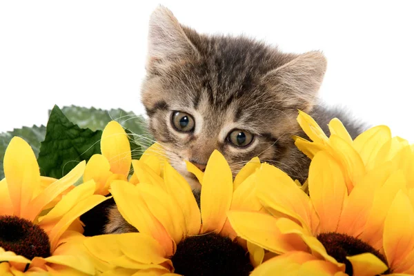 Leuk tabby katje met zonnebloemen — Stockfoto