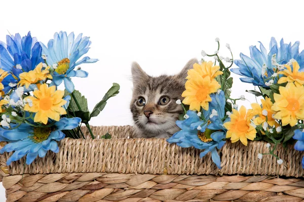 फूलों के साथ टोकरी में टैबी बिल्ली — स्टॉक फ़ोटो, इमेज