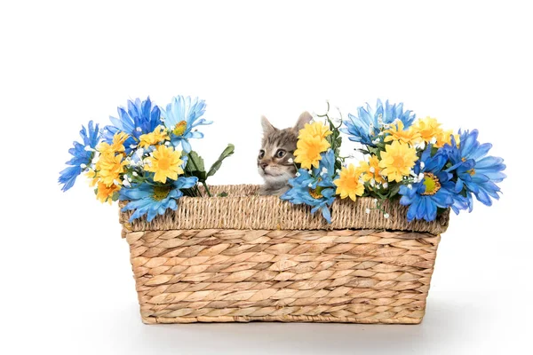 Tabby kitten in basket with flowers — Stock Photo, Image