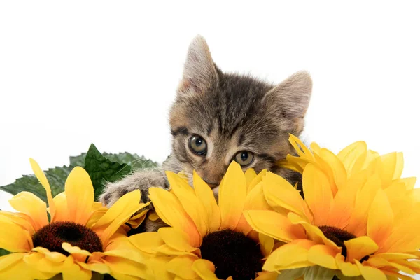 Leuk tabby katje met zonnebloemen — Stockfoto