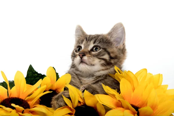 Leuk tabby katje met zonnebloemen — Stockfoto