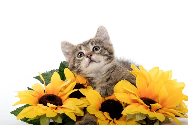 Симпатичный тэбби-котенок с подсолнухами — стоковое фото