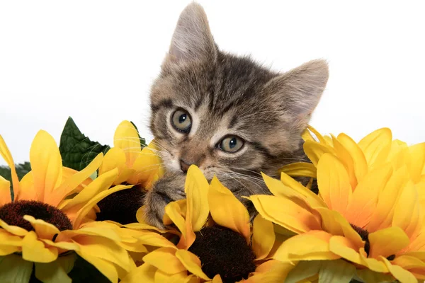 Söt tabby kattunge med solrosor — Stockfoto